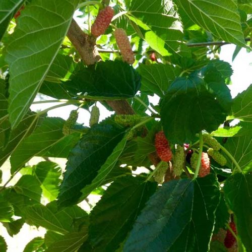 Mulberries